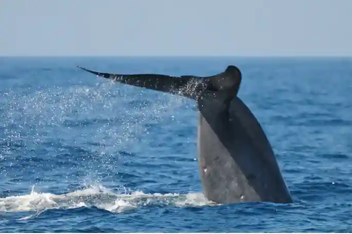 Trincomalee Whale Watching