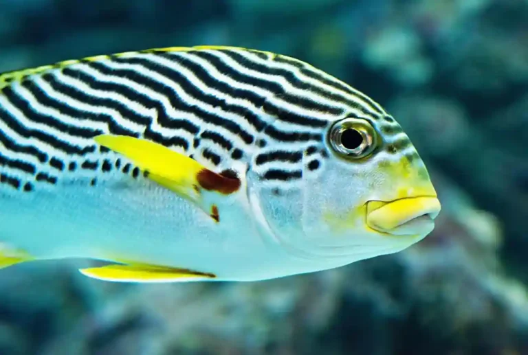Pigeon Island Colorful Fish