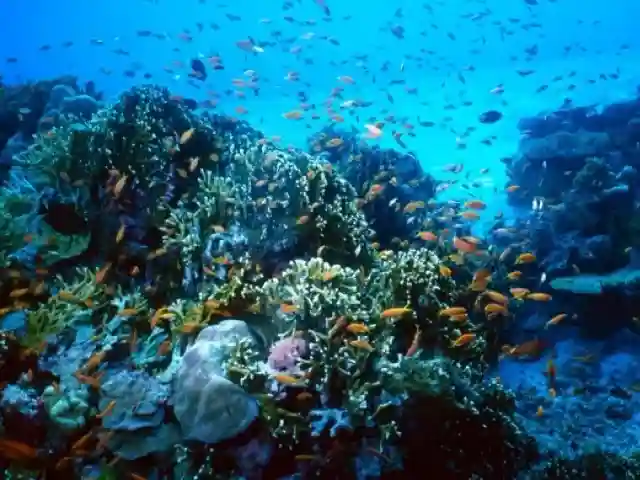 Pigeon island coral and fish