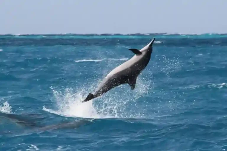 Spinner dolphin