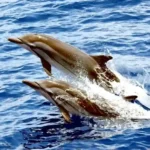 Striped Dolphin