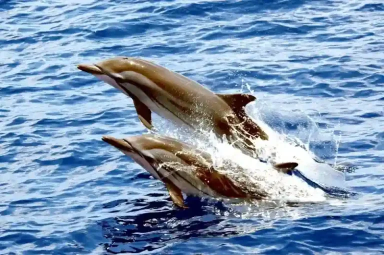 Striped Dolphin