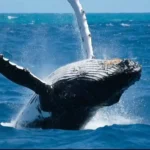 Whale jumping near Trincomalee