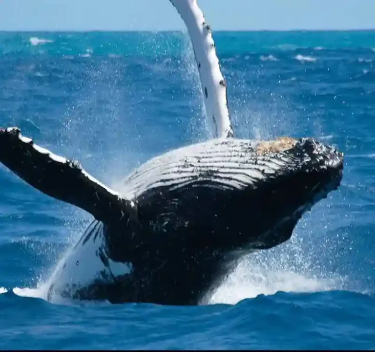 Whale jumping near Trincomalee