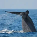 Trincomalee Whale Watching