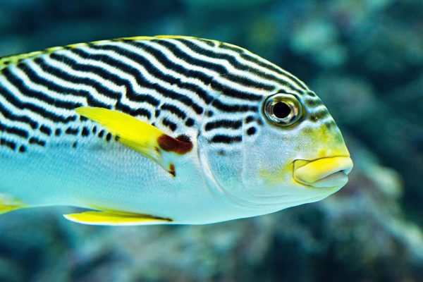 Pigeon Island Colorful Fish