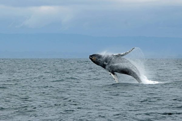 Trincomalee Jumping Whale