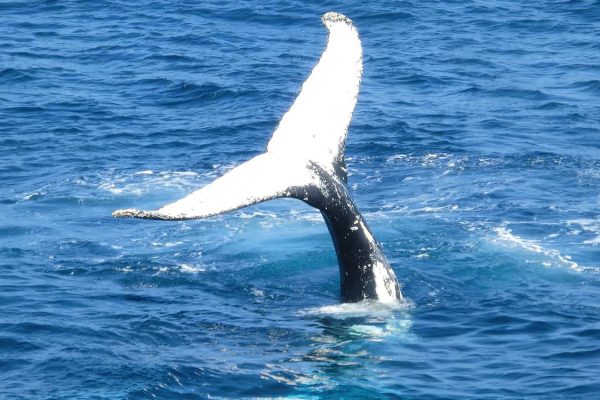 Trincomalee Whale Watching